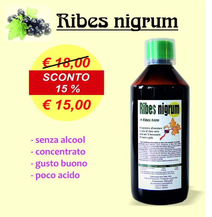 Ribes nigrum grande